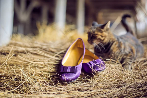 Violet schoenen en een kat — Stockfoto