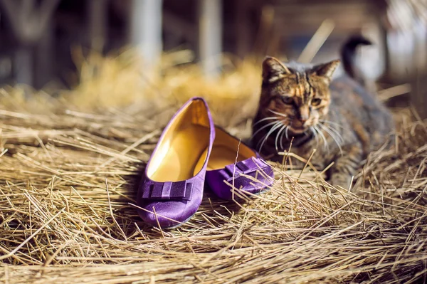 Violet schoenen en een kat — Stockfoto