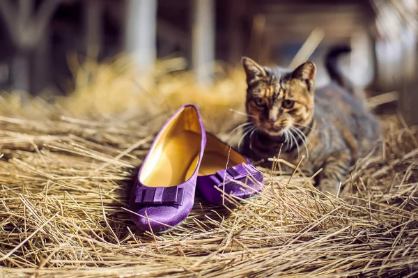 Scarpe viola e un gatto — Foto Stock