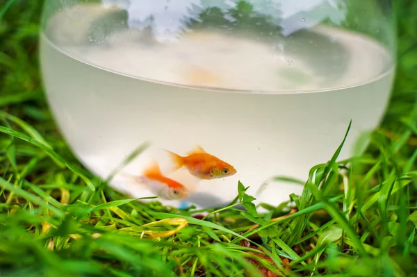 Goldfisch in einer Fischschale — Stockfoto