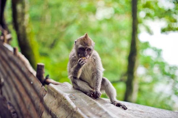 Mono macaco sentado en la piedra. Templo del mono en Bali — Foto de Stock