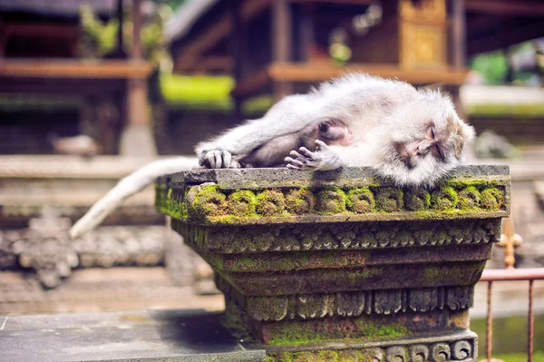 Mono macaco sentado en la piedra. Templo del mono en Bali — Foto de Stock