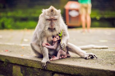 monkey macaque siting on the stone. Monkey temple in Bali clipart