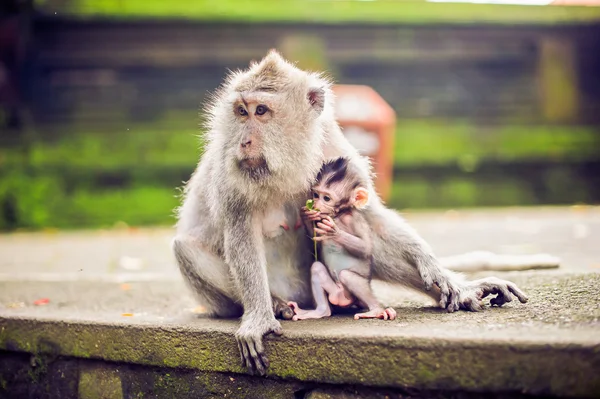 Mono macaco sentado en la piedra. Templo del mono en Bali — Foto de Stock