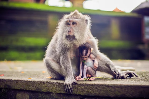 Mono macaco sentado en la piedra. Templo del mono en Bali — Foto de Stock