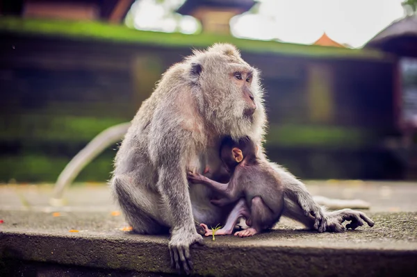 Mono macaco sentado en la piedra. Templo del mono en Bali — Foto de Stock