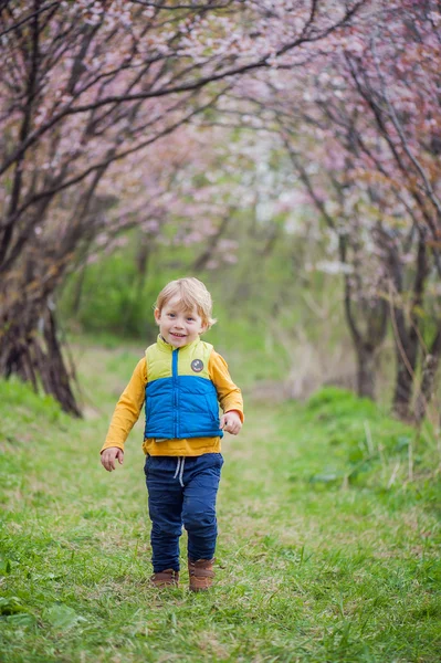 Toddler boy in blooming garden — Stock Photo, Image