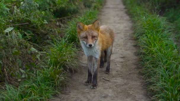 Red fox standing on a rural road