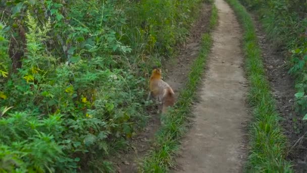 Zorro rojo parado en un camino rural — Vídeo de stock