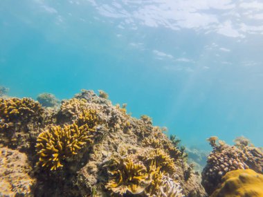 Mercan resifleri ve tropik balıkların sualtı görüntüsü