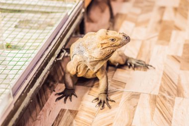 İguana (ayrıca 