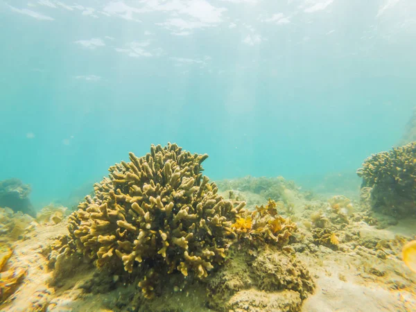 Podwodny obraz rafy koralowej i tropikalnych ryb — Zdjęcie stockowe