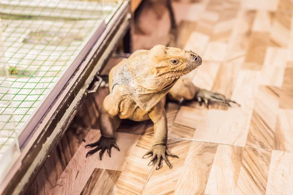 Iguana- também conhecida como iguana comum ou iguana americana, é uma grande espécie arbórea, principalmente herbívora de lagarto do gênero Iguana nativa da América Central, América do Sul — Fotografia de Stock