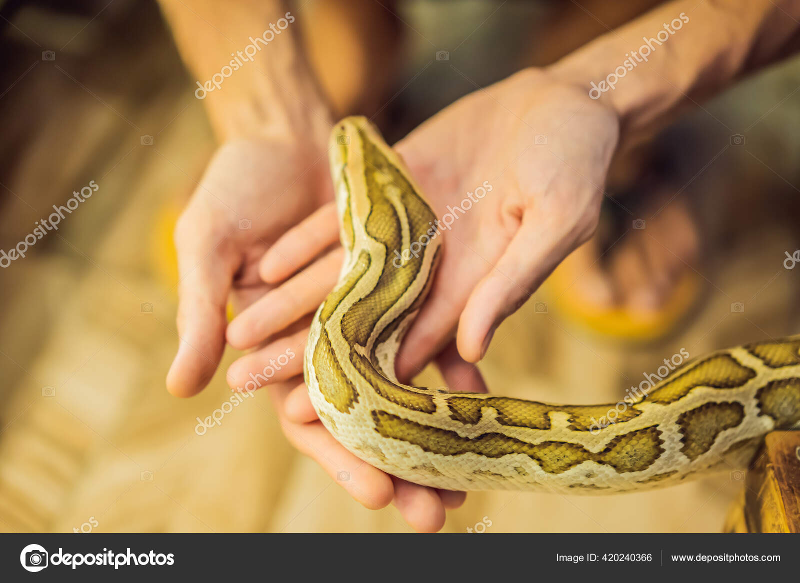 Smiling Python