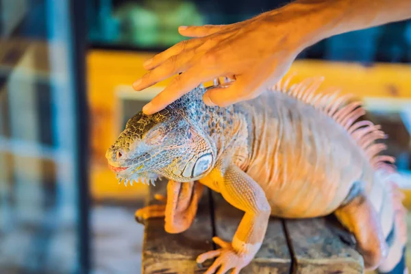 Iguana - znana również jako iguana zwyczajna lub iguana amerykańska, jest dużym, nadrzewnym, głównie roślinożernym gatunkiem jaszczurki z rodzaju Iguana pochodzącej z Ameryki Środkowej, Południowej — Zdjęcie stockowe
