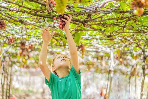Çocuk sonbaharda üzümlerden üzüm alıyor. Üzüm bağındaki küçük çocuk. Üzüm toplamakla savaş — Stok fotoğraf