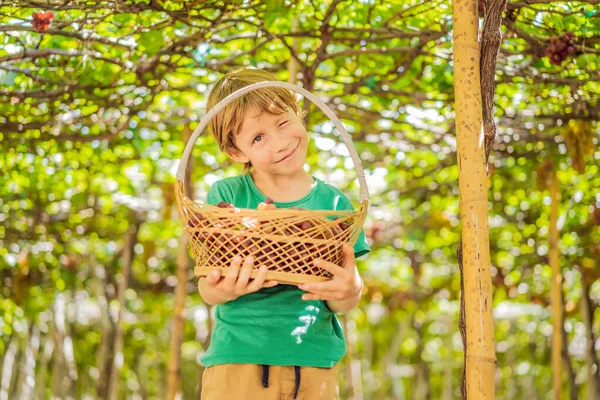 Niño tomando uvas de la vid en otoño. Niño en el viñedo. Lucha cosechando uvas — Foto de Stock