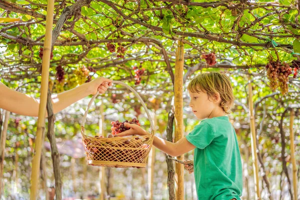 Kind dat druiven van wijnstokken neemt in de herfst. Kleine jongen in wijngaard. Druiven plukken — Stockfoto