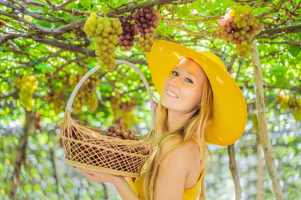 Kırmızı üzümlü mutlu kadın sepetinde hasat, günbatımı üzüm bağı arka planı — Stok fotoğraf