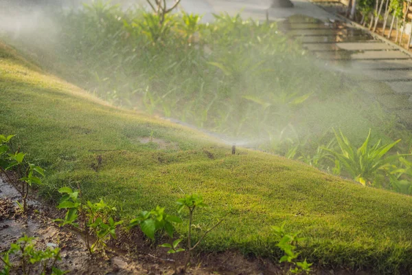 Garden sprinkler on a sunny summer day during watering the green lawn — Stock Photo, Image
