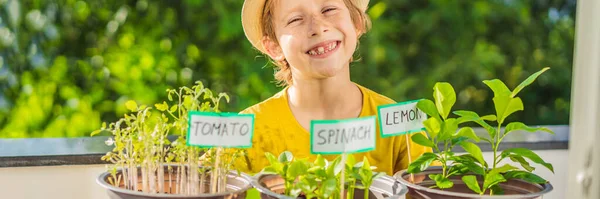 The boy is doing gardening on his balcony. Natural development for children BANNER, LONG FORMAT