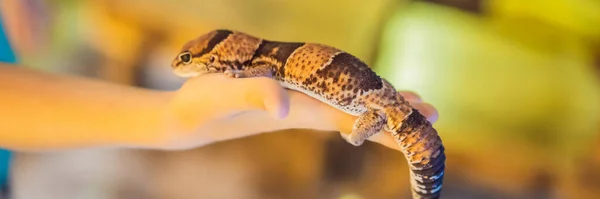 Gecko w rękach chłopca BANNER, LONG FORMAT — Zdjęcie stockowe