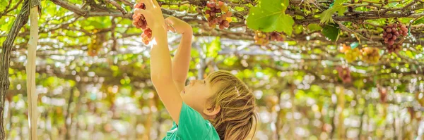 Kind dat druiven van wijnstokken neemt in de herfst. Kleine jongen in wijngaard. Strijd tegen het plukken van druiven BANNER, LONG FORMAT — Stockfoto