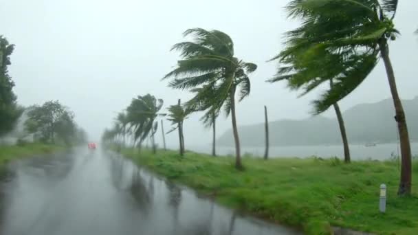 Palmbomen onder zware regen en zeer sterke wind. Tropisch stormconcept. Neergeschoten op een actiecamera. Met natuurlijk geluid — Stockvideo