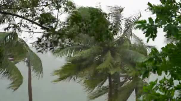 Boom en palmbomen onder zware regen en zeer sterke wind. Tropisch stormconcept. Bevat natuurlijk geluid — Stockvideo
