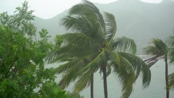 Boom en palmbomen onder zware regen en zeer sterke wind. Tropisch stormconcept. Bevat natuurlijk geluid — Stockvideo
