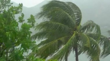 Şiddetli yağmur altında ağaç ve palmiye ağaçları ve güçlü bir rüzgar. Tropik fırtına konsepti. Doğal ses içerir