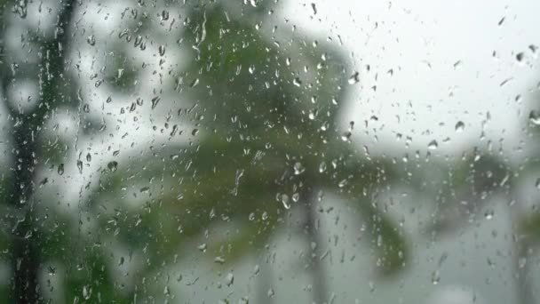Palmbomen onder zware regen en zeer sterke wind. Door een regendoordrenkt raam geschoten. Tropisch stormconcept — Stockvideo