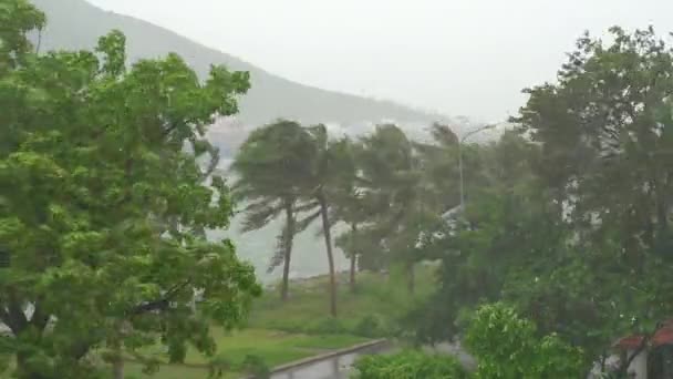 Bomen en palmbomen onder zware regen en zeer sterke wind. Tropisch stormconcept. Bevat natuurlijk geluid — Stockvideo