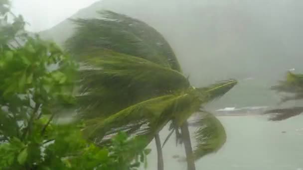 Bomen en palmbomen onder zware regen en zeer sterke wind. Door een regendoordrenkt raam geschoten. Tropisch stormconcept. Bevat natuurlijk geluid — Stockvideo