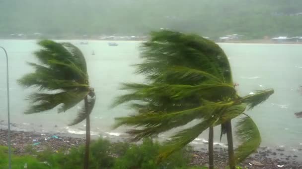 Bomen en palmbomen onder zware regen en zeer sterke wind. Door een regendoordrenkt raam geschoten. Tropisch stormconcept. Bevat natuurlijk geluid — Stockvideo