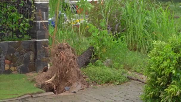 An uprooted tree in a residential area after a tropical storm. Climate change concept — Wideo stockowe
