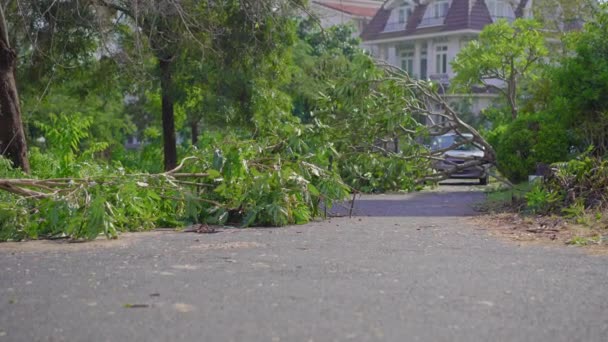 Ein entwurzelter Baum in einem Wohngebiet nach einem Tropensturm. Klimaschutzkonzept — Stockvideo