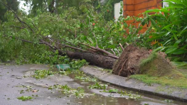 Tropik bir fırtınadan sonra yerleşim bölgesinde kökünden sökülmüş bir ağaç. İklim değişikliği kavramı — Stok video