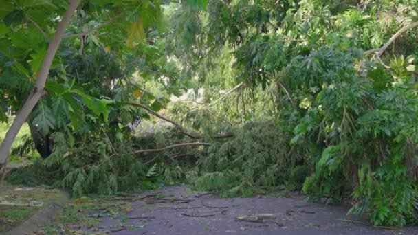 Ett rotlöst träd i ett bostadsområde efter en tropisk storm. Klimatförändringskoncept — Stockvideo