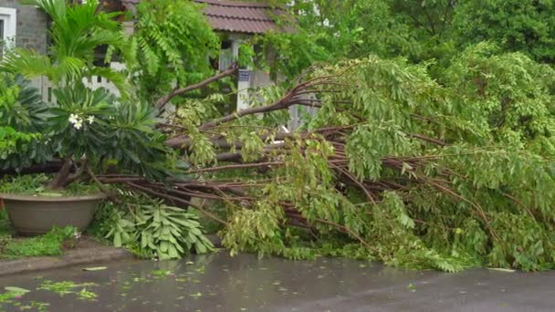 Vykořeněný strom v obytné čtvrti po tropické bouři. Koncept změny klimatu — Stock video