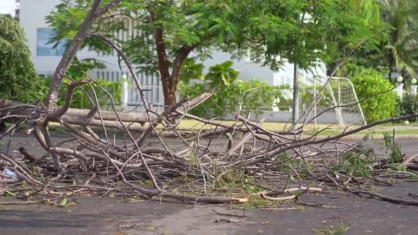 Vykořeněný strom v obytné čtvrti po tropické bouři. Koncept změny klimatu — Stock video