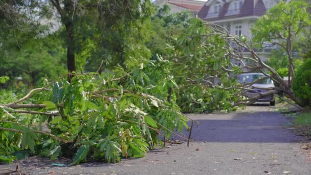 Ett rotlöst träd i ett bostadsområde efter en tropisk storm. Klimatförändringskoncept — Stockvideo