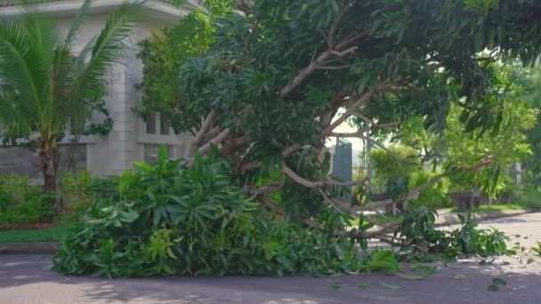 Ein entwurzelter Baum in einem Wohngebiet nach einem Tropensturm. Klimaschutzkonzept — Stockvideo