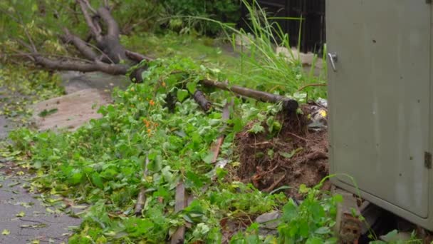 Ett rotlöst träd i ett bostadsområde efter en tropisk storm. Klimatförändringskoncept — Stockvideo