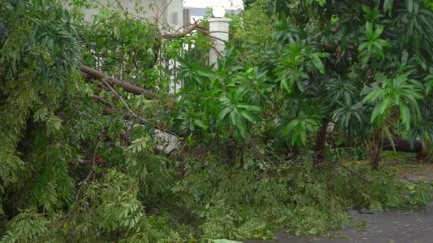 Un albero sradicato in una zona residenziale dopo una tempesta tropicale. Concetto di cambiamento climatico — Video Stock