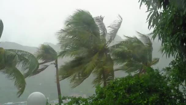Bomen en palmbomen onder zware regen en zeer sterke wind. Door een regendoordrenkt raam geschoten. Tropisch stormconcept — Stockvideo