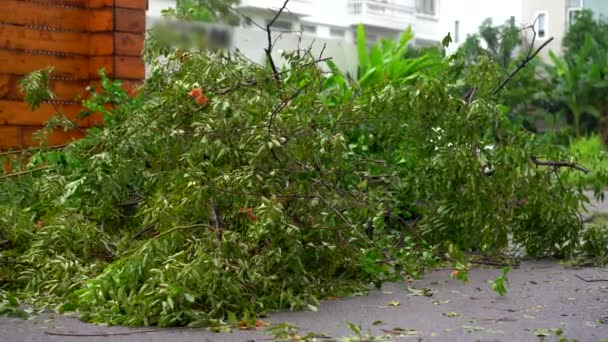 Tropik bir fırtınadan sonra yerleşim bölgesinde kökünden sökülmüş bir ağaç. İklim değişikliği kavramı — Stok video