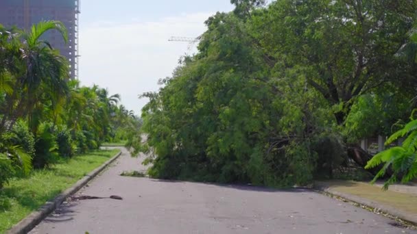 Ett rotlöst träd i ett bostadsområde efter en tropisk storm. Klimatförändringskoncept — Stockvideo