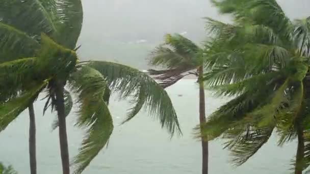 Пальмы под сильным дождем и очень сильным ветром. Концепция тропического шторма — стоковое видео