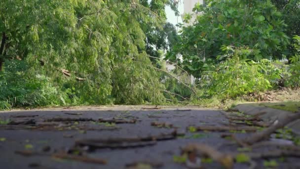 Uma árvore arrancada numa área residencial depois de uma tempestade tropical. Conceito de alterações climáticas — Vídeo de Stock